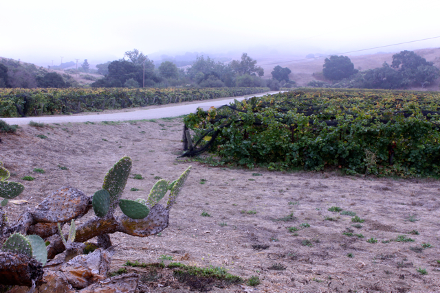Alma Rosa Vineyard