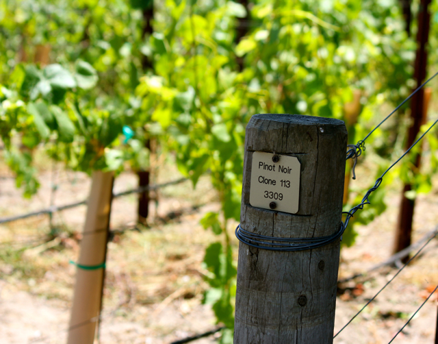 Pinot Noir Clone