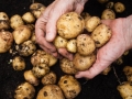 man holding dirty potatoes